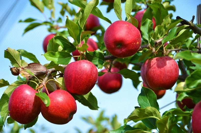 An Investor from Poland Will Plant Apple Orchards in 2019 