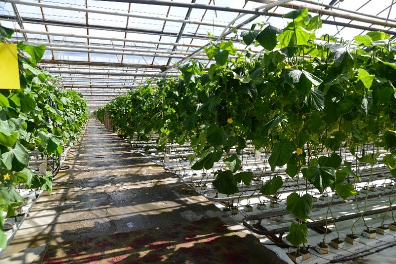 The Ministry of Agriculture of the Russian Federation will support a construction of a large greenhouse complex in Smolensk region 