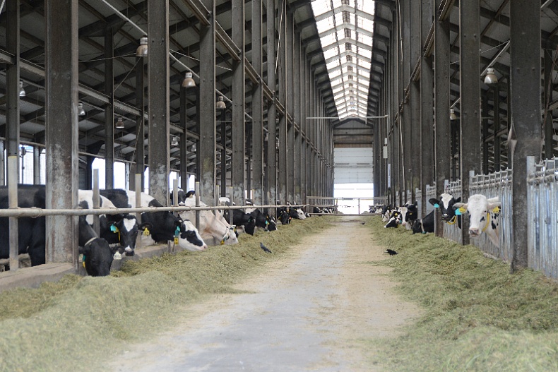A Dairy Complex Worth 1 Billion Rubles Will Be Built in the Smolensk Region
