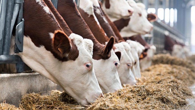 Молочным фермам компенсируют затраты на технологический аудит 