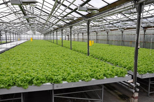 Kozinsky Greenhouse Facility LLC (Sodeystviye Agricultural Consumer-Oriented Marketing Cooperative)