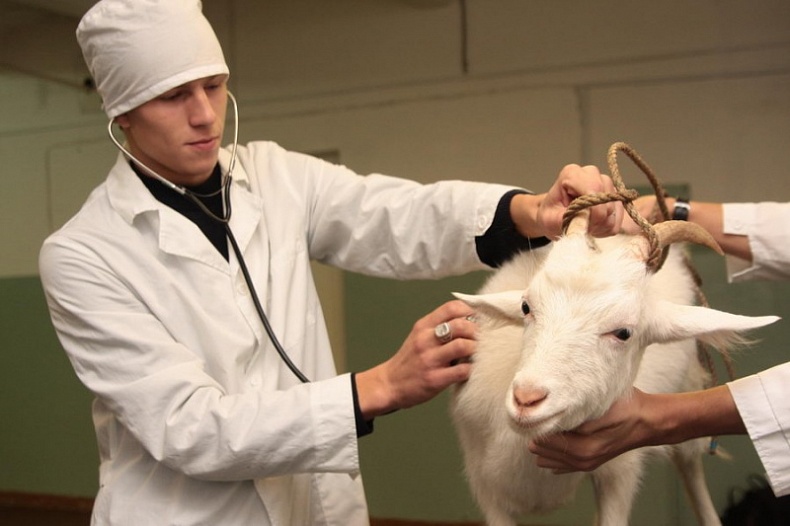 Молодые ветеринары смогут рассчитывать на пособия в 250 000 рублей от региональных властей